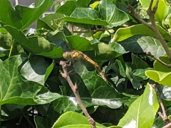 Sympetrum striolatum