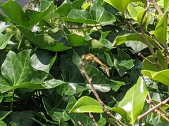 Sympetrum striolatum