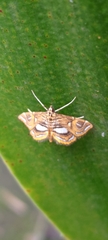 Paracymoriza cataclystalis