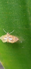 Paracymoriza cataclystalis