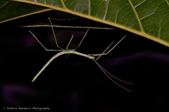 Huananphasma amicum