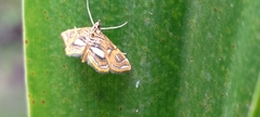 Paracymoriza cataclystalis