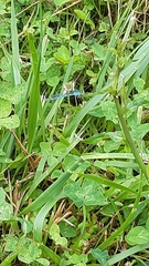 Enallagma cyathigerum