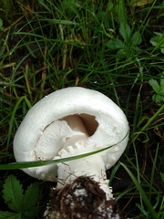Agaricus arvensis