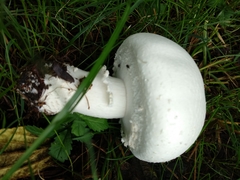 Agaricus arvensis