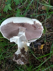Agaricus arvensis