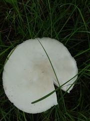 Agaricus arvensis