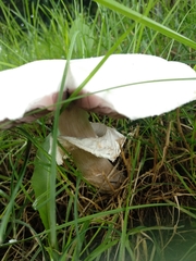 Agaricus arvensis