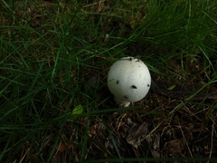 Agaricus arvensis