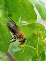 Andrena nitida