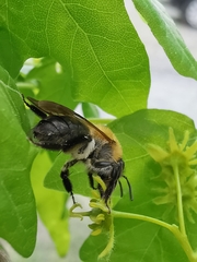 Andrena nitida