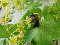 Andrena nitida