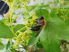 Andrena nitida
