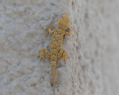 Tarentola mauritanica