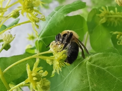 Andrena nitida
