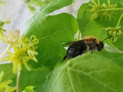 Andrena nitida