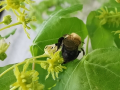 Andrena nitida