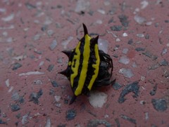 Gasteracantha panisicca