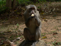 Macaca fascicularis condorensis