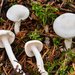 Hygrophorus piceae - Photo (c) Christian Schwarz, some rights reserved (CC BY-NC), uploaded by Christian Schwarz