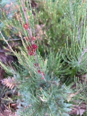 Allocasuarina monilifera