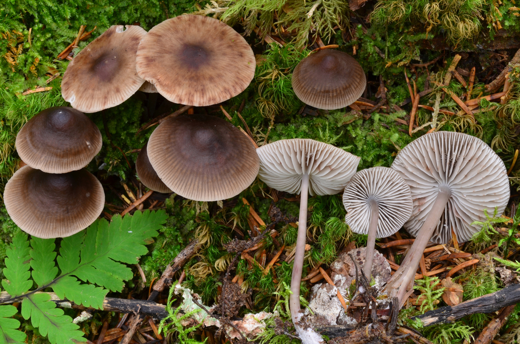 Red-spotted Mycena