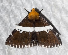 Buzara latizona