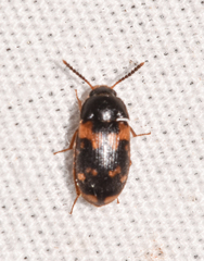 Mycetophagus serrulatus