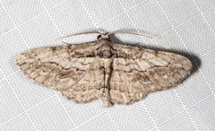 Pachyplocia griseata