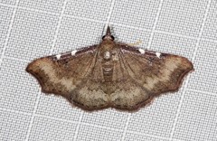 Corgatha dichionistis