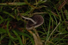 Panaeolus
