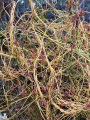 Cassytha glabella dispar