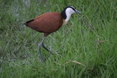 Actophilornis africanus