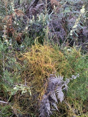 Cassytha glabella dispar