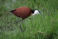 Actophilornis africanus