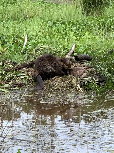 American Beaver photographed in Florida