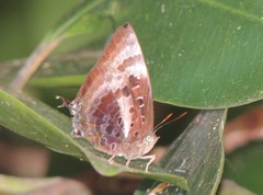 Arhopala micale