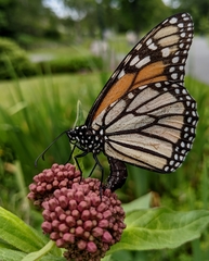Danaus plexippus