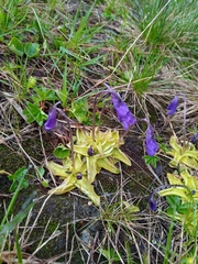 Pinguicula