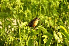 Chrysomus icterocephalus