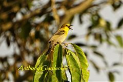 Chrysomus icterocephalus