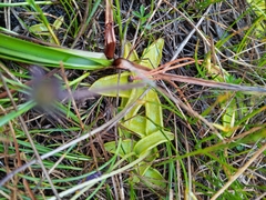 Pinguicula