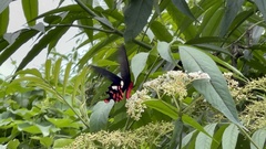 Byasa polyeuctes termessus
