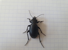 Carabus impressus