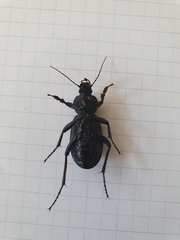 Carabus impressus