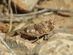 Oedipoda charpentieri