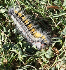 Bombycomorpha bifascia bifascia