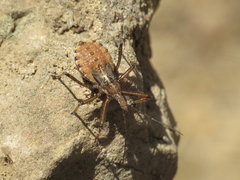 Rhynocoris erythropus