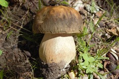 Boletus