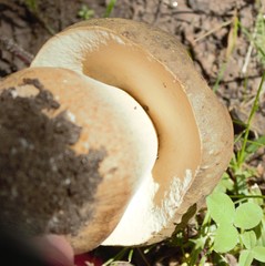 Boletus